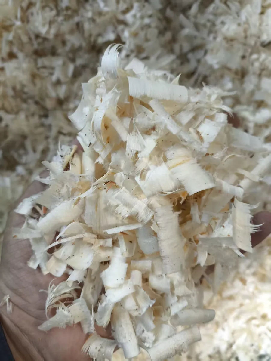 Clean light-colored wood shavings for animal bedding